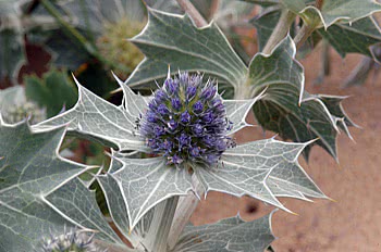 sea holly close